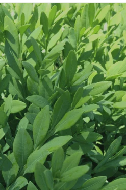 Green Mountain Boxwood - 2 Gallon Pot 14 Green Mountain Boxwood - 2 Gallon Pot -Plant Lover House Shop Boxwood Green Mountain 12 1