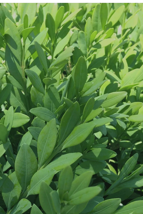 Green Mountain Boxwood - 6 Pack Of 1 Gallon Pots 8 Green Mountain Boxwood - 6 Pack Of 1 Gallon Pots - Image 6