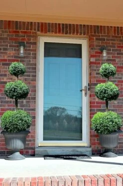 Common Boxwood 3-Ball Poodle Tier Topiary (Buxus Sempervirens) - 5 Gallon Pot -Plant Lover House Shop Boxwood Green Mountain 3 Ball Poodle Tier 3