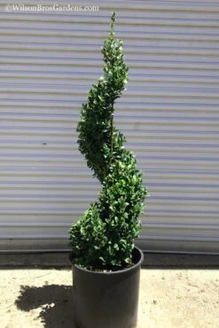 Common Boxwood Spiral Topiary - 5 Gallon Pot -Plant Lover House Shop Boxwood Green Mountain Spiral 1 1
