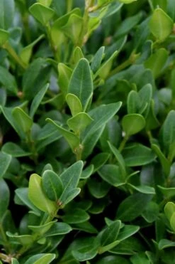 Green Velvet Boxwood - 6 Pack Of 1 Gallon Pots 13 Green Velvet Boxwood - 6 Pack Of 1 Gallon Pots -Plant Lover House Shop Boxwood Green Velvet 1 2