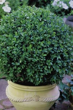 Green Velvet Boxwood - 7 Gallon Pot -Plant Lover House Shop Boxwood Green Velvet 3
