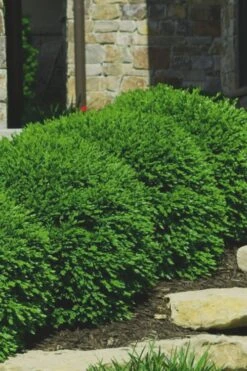 Green Velvet Boxwood - 6 Pack Of 1 Gallon Pots 11 Green Velvet Boxwood - 6 Pack Of 1 Gallon Pots -Plant Lover House Shop Boxwood Green Velvet 7 2