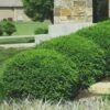Green Velvet Boxwood - 1 Gallon Pot -Plant Lover House Shop Boxwood Green Velvet 8 1