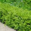 Japanese Boxwood - Buxus Microphylla - 1 Gallon Pot -Plant Lover House Shop Boxwood Japanese 500x750 3