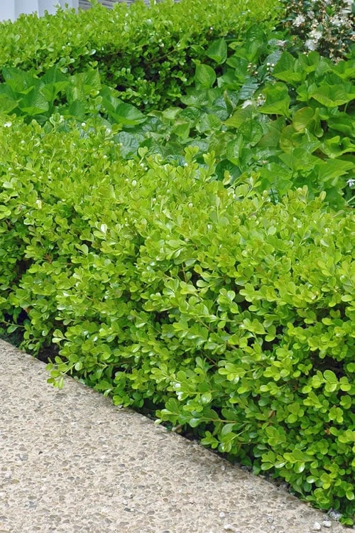 Japanese Boxwood (Buxus Microphylla) - 7 Gallon Pot 3 Japanese Boxwood (Buxus Microphylla) - 7 Gallon Pot