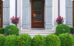 Japanese Boxwood (Buxus Microphylla) - 7 Gallon Pot 14 Japanese Boxwood (Buxus Microphylla) - 7 Gallon Pot -Plant Lover House Shop Boxwood Japanese Entryway 3