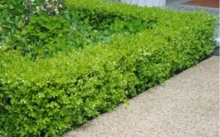 Japanese Boxwood - Buxus Microphylla - 3 Gallon Pot 13 Japanese Boxwood - Buxus Microphylla - 3 Gallon Pot -Plant Lover House Shop Boxwood Japanese Hedge 2 1