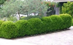 Japanese Boxwood - Buxus Microphylla - 3 Gallon Pot 15 Japanese Boxwood - Buxus Microphylla - 3 Gallon Pot -Plant Lover House Shop Boxwood Japanese Hedge 3 1