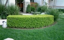 Japanese Boxwood (Buxus Microphylla) - 7 Gallon Pot 16 Japanese Boxwood (Buxus Microphylla) - 7 Gallon Pot -Plant Lover House Shop Boxwood Japanese Hedge 5