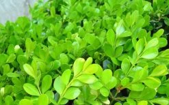 Japanese Boxwood - Buxus Microphylla - 1 Gallon Pot 17 Japanese Boxwood - Buxus Microphylla - 1 Gallon Pot -Plant Lover House Shop Boxwood Japanese Leaves Closeup 2