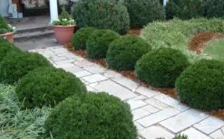 Justin Brouwers Dwarf Boxwood - 6 Pack Of 1 Gallon Pots 10 Justin Brouwers Dwarf Boxwood - 6 Pack Of 1 Gallon Pots -Plant Lover House Shop Boxwood Justin Brouwers In Landscape