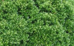 Justin Brouwers Dwarf Boxwood - 1 Gallon Pot -Plant Lover House Shop Boxwood Justin Brouwers Leaves 1