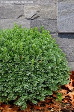 Korean Dwarf Boxwood - Buxus Sinica Var. Insularis 'Nana' - 6 Pack Of 1 Gallon Pots -Plant Lover House Shop Boxwood Korean Dwarf Insularis Nana 1