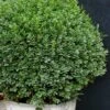 Korean Dwarf Boxwood - Buxus Sinica Var. Insularis 'Nana' - 6 Pack Of 1 Gallon Pots -Plant Lover House Shop Boxwood Korean Dwarf Insularis Nana 5