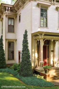 Pyramid Boxwood (Buxus Sempervirens 'Pyramidalis) - 1 Gallon Pot 9 Pyramid Boxwood (Buxus Sempervirens 'Pyramidalis) - 1 Gallon Pot -Plant Lover House Shop Boxwood Pyramidalis 11