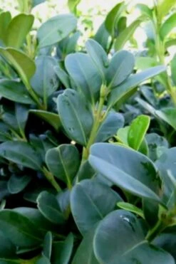 Shadow Sentry Pyramidal Boxwood - 3 Gallon Pot -Plant Lover House Shop Boxwood Shadow Sentry 1