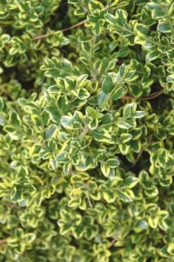 Sunburst Variegated Korean Boxwood - 1 Gallon Pot -Plant Lover House Shop Boxwood Sunburst 2