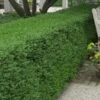 Wintergreen Boxwood - 3 Gallon Pot