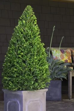 Wintergreen Boxwood - 6 Pack Of 1 Gallon Pots -Plant Lover House Shop Boxwood Wintergreen 11 2