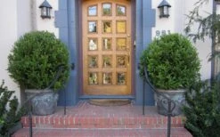 Wintergreen Boxwood - 3 Gallon Pot 12 Wintergreen Boxwood - 3 Gallon Pot -Plant Lover House Shop Boxwood Wintergreen 12 1