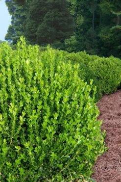 Wintergreen Boxwood - 3 Gallon Pot 13 Wintergreen Boxwood - 3 Gallon Pot -Plant Lover House Shop Boxwood Wintergreen 500x750 2