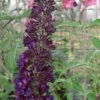 Black Knight Butterfly Bush - 1 Gallon Pot -Plant Lover House Shop Butterfly Bush Black Knight 500x750 1