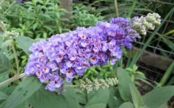 Lo & Behold Blue Chip Dwarf Butterfly Bush - 1 Gallon Pot -Plant Lover House Shop Butterfly Bush Blue Chip