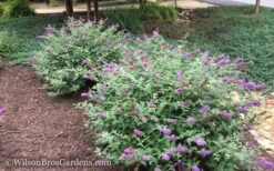Lo & Behold Blue Chip Dwarf Butterfly Bush - 1 Gallon Pot -Plant Lover House Shop Butterfly Bush Blue Chip 50