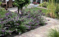 Lo & Behold Blue Chip Dwarf Butterfly Bush - 1 Gallon Pot -Plant Lover House Shop Butterfly Bush Blue Chip Massed 2