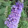 Lo & Behold Blue Chip Dwarf Butterfly Bush - 1 Gallon Pot 2 Lo & Behold Blue Chip Dwarf Butterfly Bush - 1 Gallon Pot -Plant Lover House Shop Butterfly Bush Blue Chip Rev 500x750 1