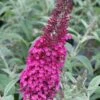 Cranrazz Butterfly Bush - 3 Gallon Pot 1 Cranrazz Butterfly Bush - 3 Gallon Pot -Plant Lover House Shop Butterfly Bush Cranrazz 500x750 2