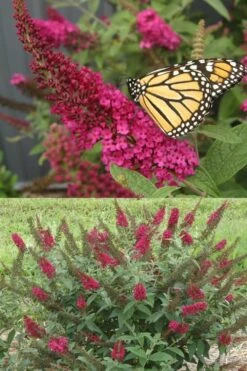 Miss Molly Butterfly Bush - Buddleia - 2 Gallon Pot -Plant Lover House Shop Butterfly Bush Miss Molly 1