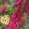 Miss Molly Butterfly Bush - Buddleia - 2 Gallon Pot -Plant Lover House Shop Butterfly Bush Miss Molly 7