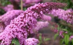 Pink Delight Butterfly Bush - 3 Gallon Pot -Plant Lover House Shop Butterfly Bush Pink Delight Flower 1