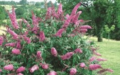 Pink Delight Butterfly Bush - 3 Gallon Pot -Plant Lover House Shop Butterfly Bush Pink Delight Flower 2 1