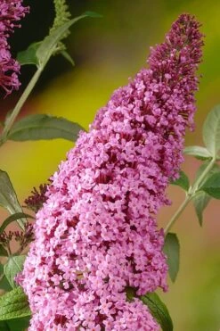 Pink Delight Butterfly Bush - 3 Gallon Pot -Plant Lover House Shop Butterfly Bush Pink Delight Rev 500x750 2