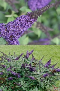 Pugster Blue Butterfly Bush - Buddleia - 2 Gallon Pot -Plant Lover House Shop Butterfly Bush Pugster Blue 1 1