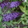 Pugster Blue Butterfly Bush - Buddleia - 3 Gallon Pot -Plant Lover House Shop Butterfly Bush Pugster Blue 2