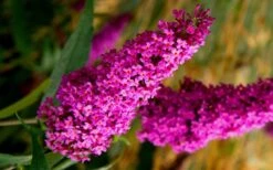 Royal Red Butterfly Bush - Buddleia - 3 Gallon Pot -Plant Lover House Shop Butterfly Bush Royal Red