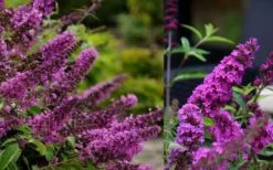 Buddleia Flutterby Petite Tutti Fruitti Dwarf Butterfly Bush - 1 Gallon Pot -Plant Lover House Shop Butterfly Bush Tutti Fruitti 1