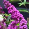 Buddleia Flutterby Petite Tutti Fruitti Dwarf Butterfly Bush - 3 Gallon Pot 2 Buddleia Flutterby Petite Tutti Fruitti Dwarf Butterfly Bush - 3 Gallon Pot -Plant Lover House Shop Butterfly Bush Tutti Frutti 500x750 1