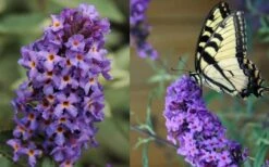 Buddleia Flutterby Petite Blue Heaven Dwarf Butterfly Bush - 6 Pack Of 1 Gallon Pots -Plant Lover House Shop Butterfly Flutterby Blue heaven
