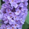 Buddleia Flutterby Petite Blue Heaven Dwarf Butterfly Bush - 3 Gallon Pot -Plant Lover House Shop Butterfly Petite Blue heaven 500x750 3
