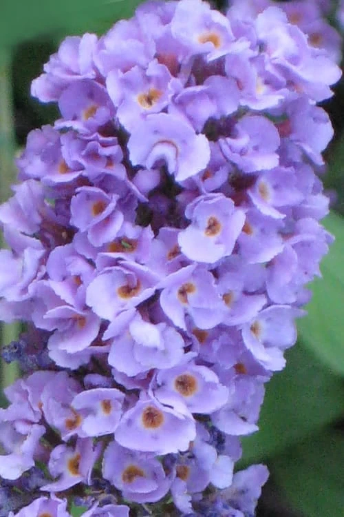 Buddleia Flutterby Petite Blue Heaven Dwarf Butterfly Bush - 3 Gallon Pot 3 Buddleia Flutterby Petite Blue Heaven Dwarf Butterfly Bush - 3 Gallon Pot