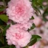 October Magic Pink Perplexion Camellia - 2 Gallon Pot -Plant Lover House Shop Caellia Pink Perplexion 500x750 1