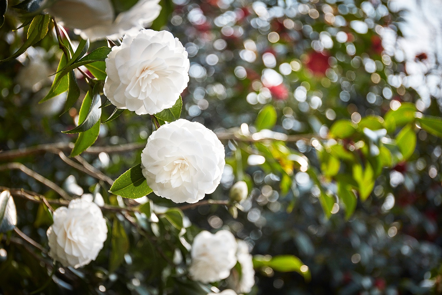 Plant Lover House Shop -Plant Lover House Shop Camelia Chanel Gaujacq 1