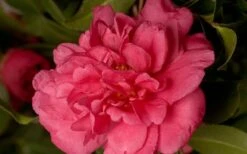 Alabama Beauty Camellia Sasanqua - 2 Gallon Pot -Plant Lover House Shop Camellia Alabama Beauty 50 3