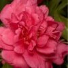 Alabama Beauty Camellia Sasanqua - 2.5 Quart Pot