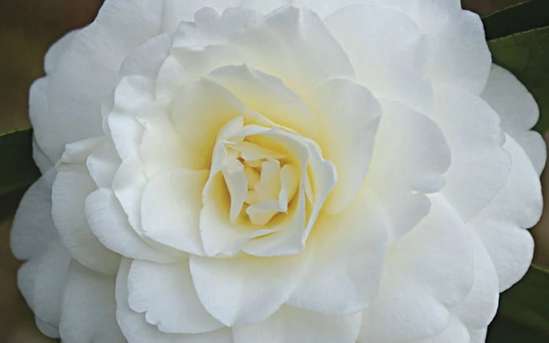 Alba Plena Camellia Japonica - 3 Gallon Pot 7 Alba Plena Camellia Japonica - 3 Gallon Pot - Image 5